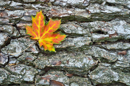 Detailed view of autumn maple leaves lying on the bark of a tree