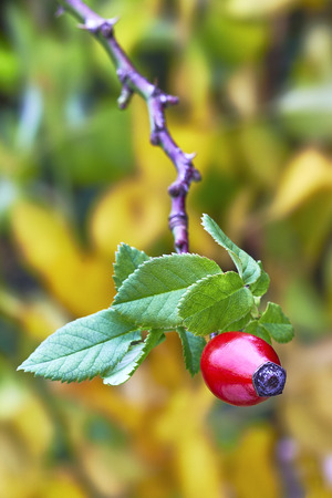 Detailed view on a twig with one Rose-hipsの写真素材