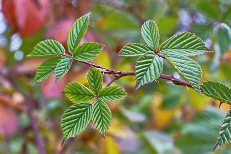 View of an autumn blackberry leaves on a colored backgroundの写真素材