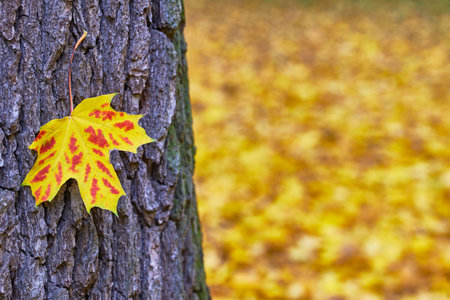 Detailed view of autumn maple leaves hanging on tree bark