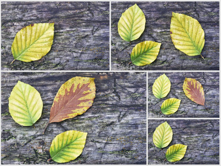 Collage autumn beech leaves on old wood