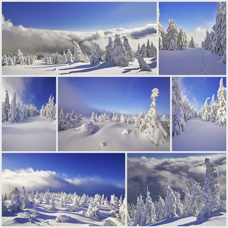 Collage, view of the winter landscape with treesの写真素材