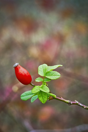 Detailed view on a twig with one Rose-hipsの写真素材