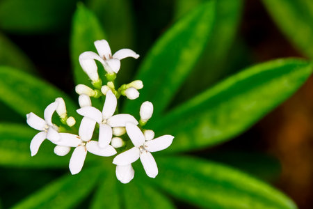 Galium odoratum macro flower with green leaves in the background