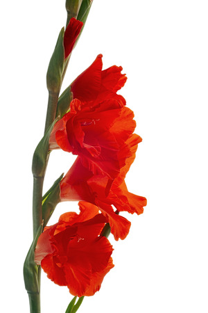Detail of red gladiolus flower on a white backgroundの写真素材
