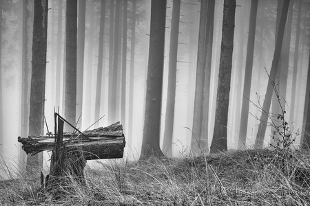 Spring spruce forest with mist in the backgroundの写真素材