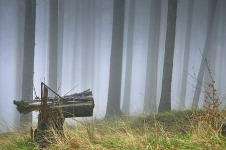 Spring spruce forest with mist in the backgroundの写真素材