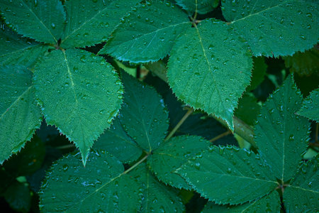 Many blackberry leaves with drops after rain