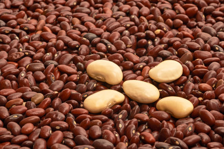 Detailed view of the two kinds of beansの写真素材