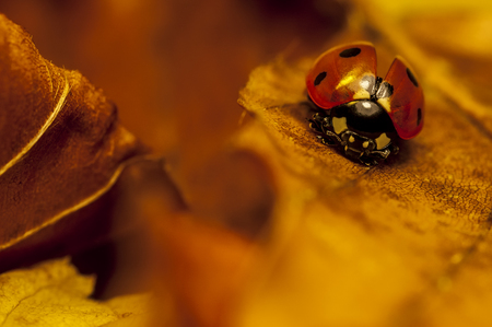 View of lonely ladybird on a leafの写真素材