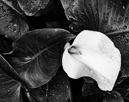 Detailed view of a flower Zantedeschia aethiopica with leavesの写真素材