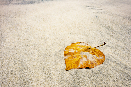 Detailed view of a leaf lying in the sand on the beachの写真素材