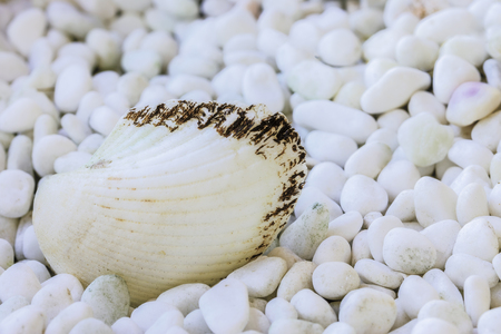 One sea seashell lying on white stonesの写真素材