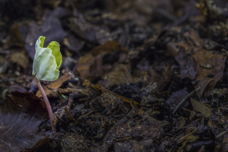 Growing tree of beech tree in spring in the forestの写真素材