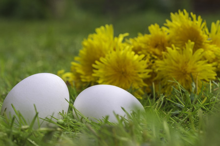 View of Easter white eggs lying in the grass on a background with flowers dandelionsの写真素材