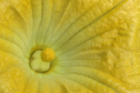 Macro view of one yellow pumpkin flowerの写真素材