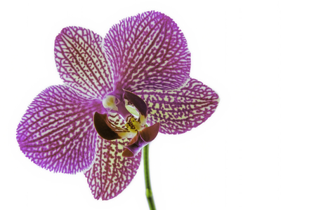 One orchid with violet blooming petals on a white backgroundの写真素材