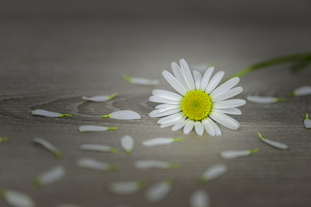 One flowers of daisies on a wooden boardの写真素材