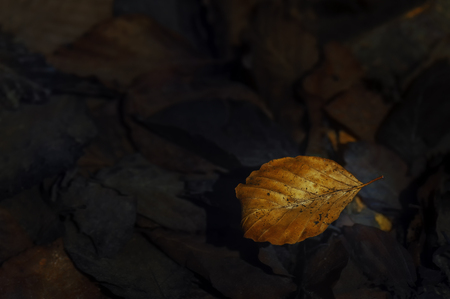 A close-up view of old fallen leaves on the groundの写真素材