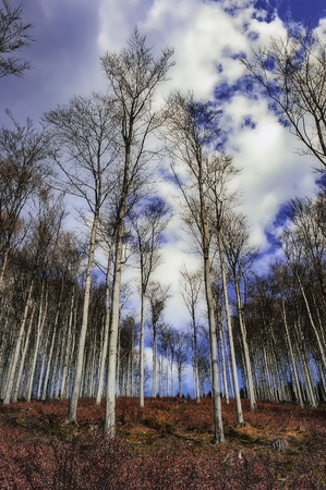 Beech forest in spring with a background in the backgroundの写真素材