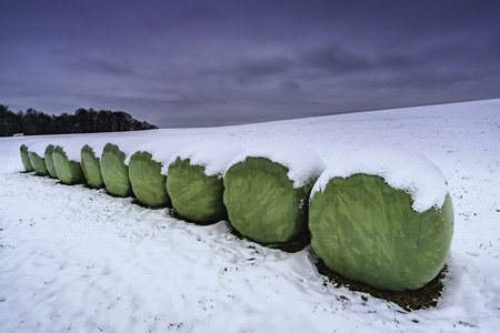 Packages of silage on a winter meadowの写真素材