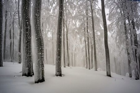 In the winter misty and freezing beech forestの写真素材