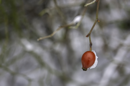 Red fruit of rose hip bushes in winterの写真素材
