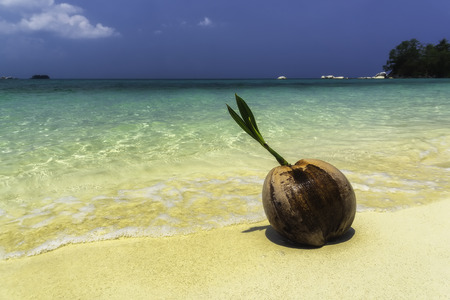 Coconut on a sunny sandy beach with a sea backgroundの写真素材