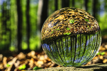 Glass ball in spring sunny beech forestの写真素材