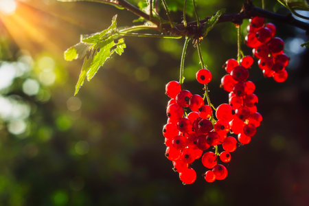 Ripe red currant hanging on the twig