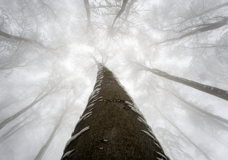View of into the crown of winter beech treesの写真素材