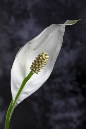 Lone white blooming calla flower with backgroundの写真素材