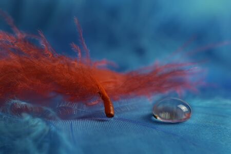 Macro view of red feather and water drop on blue backgroundの写真素材