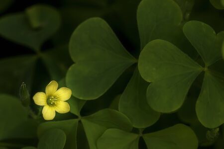 Blooming yellow flower of oxalis radicosa with green leaves on backgroundの写真素材