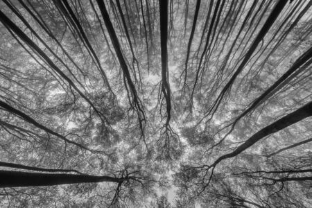 View of into the crown of spring beech treesの写真素材