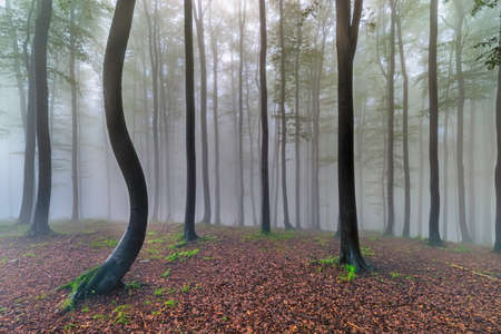 Summer beech forest with mist in the backgroundの写真素材