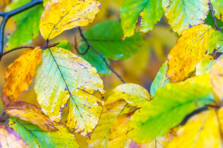 Close-up view of autumn coloring of beech tree leaves