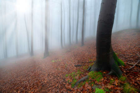 Autumn beech forest with mist in the background and Sun's raysの写真素材