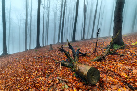 Autumn beech forest with mist in the background