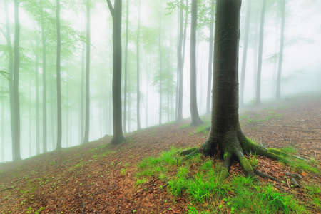 Spring beech forest with fog in the backgroundの写真素材
