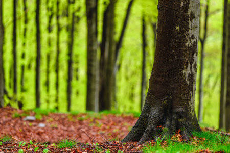 Spring forest with beech tree trunks
