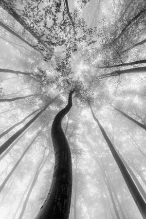 View into the crowns of misty spring beechesの写真素材