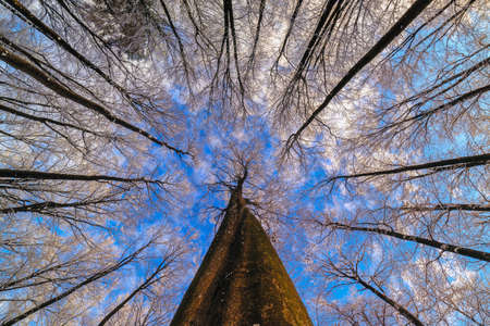 View of the winter crowns of beech treesの写真素材