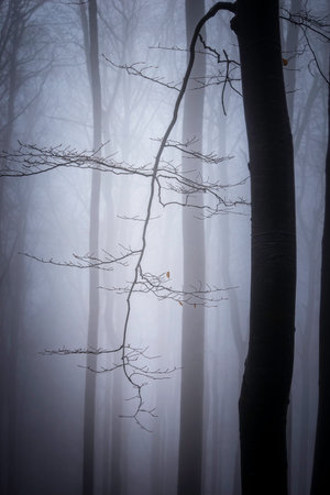 Beech branch in late autumn with fog in the backgroundの写真素材