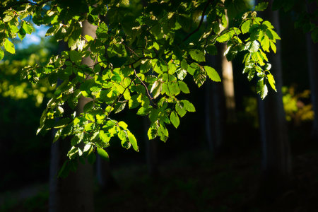 A branch with green leaves drenched by the sun in a beech summer forestの写真素材