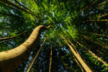 A summer view of beech crowns illuminated by sunlightの写真素材