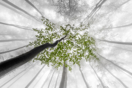 Foggy view of the crowns of spring beech treesの写真素材