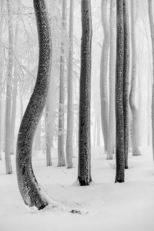 Beech trees trunks in a winter frosty forestの写真素材
