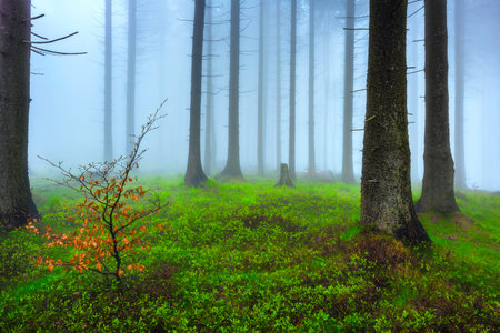 Spring spruce forest with mist in the backgroundの写真素材