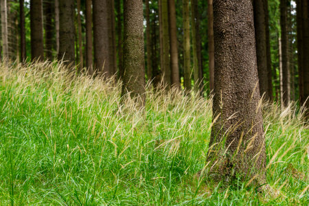 View of the trunks of coniferous spruce trees with grassy vegetationの写真素材